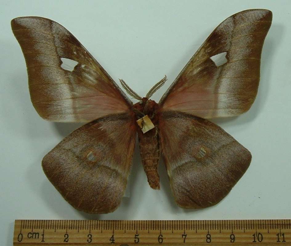 Male - Ventral View<br>(Origin of the Specimen: Belgian Congo, 1953)