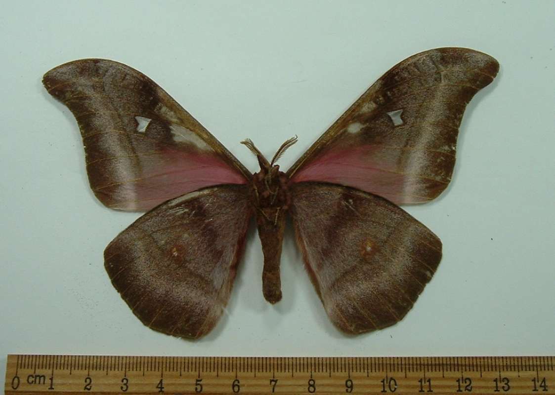 Male - Ventral<br>(Origin of the Specimen: Quesso, Congo, 1985)