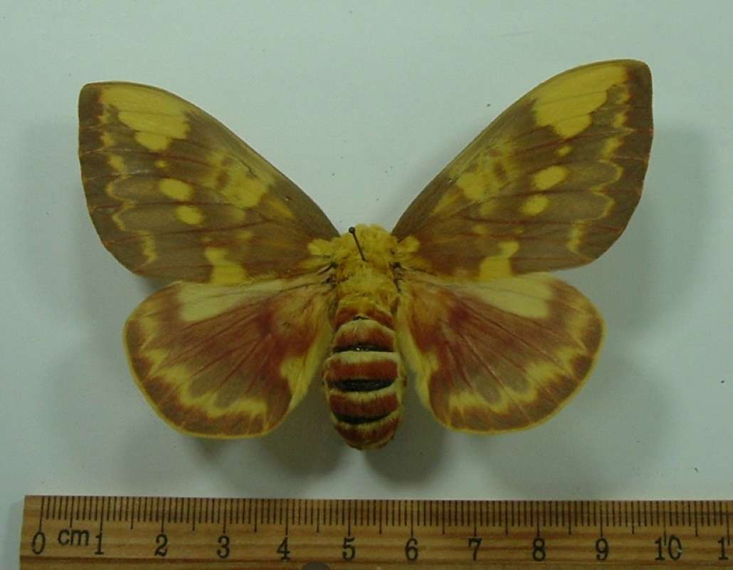 Female - Dorsal<br>(Origin of the Specimen: Uruguay, April)