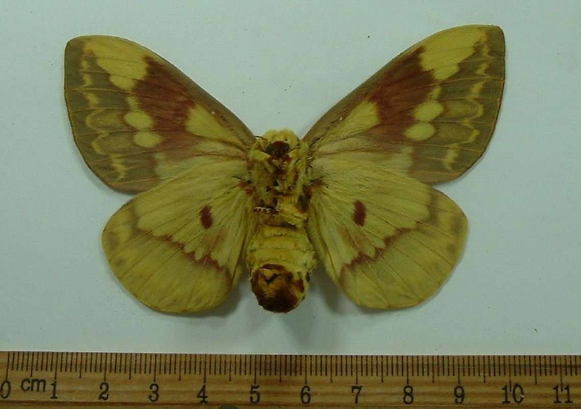Female - Ventral<br>(Origin of the Specimen: Uruguay, April)