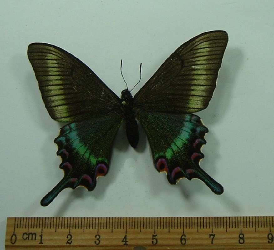 Female - Dorsal - Small Colorful Spring Form<br>(Origin of the Specimen: Hokkaido, March 1986)