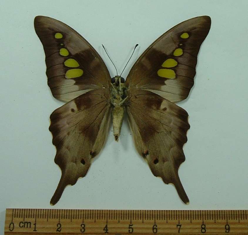 Female - Ventral View<br>(Origin of the Specimen: West Java, 1999)