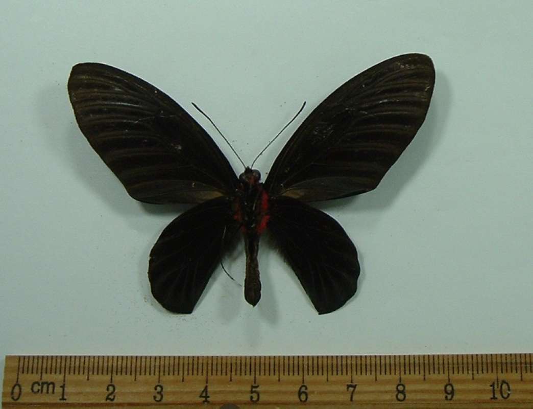 Male - Ventral View<br>(Origin of the Specimen: Pontiniak, Borneo)