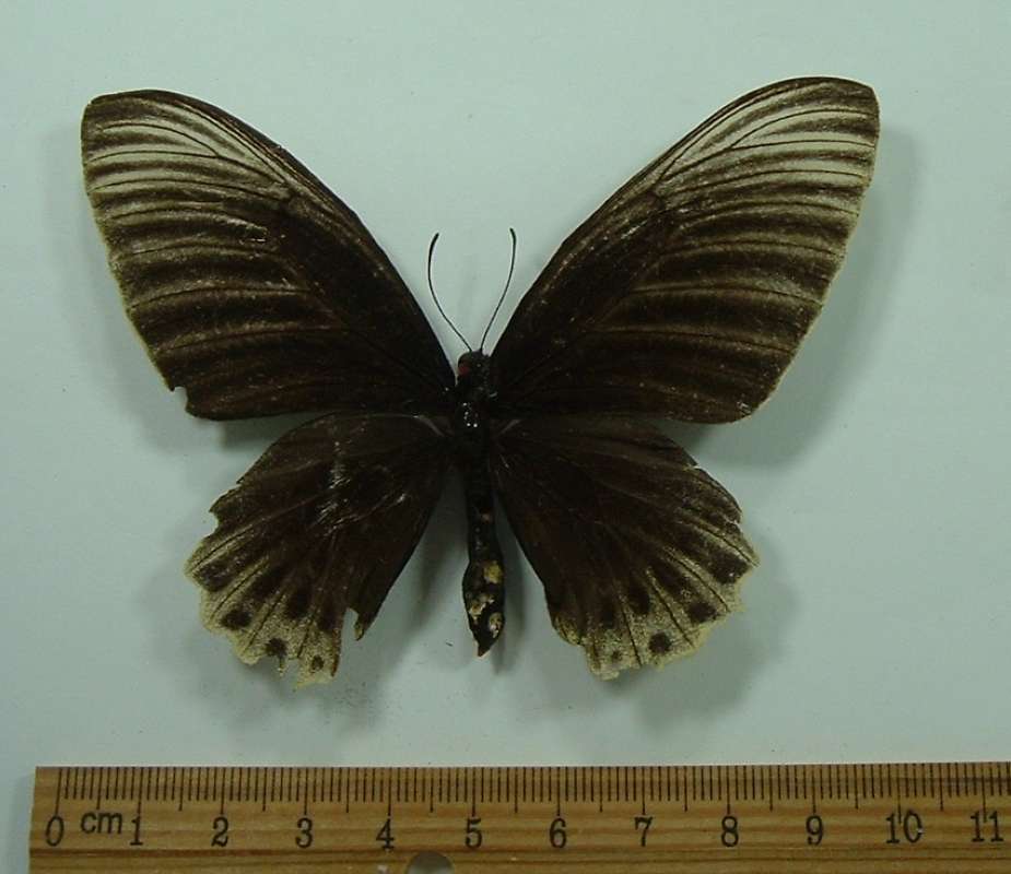 Female - Dorsal View<br>(Origin of the Specimen: Pontiniak, Borneo)