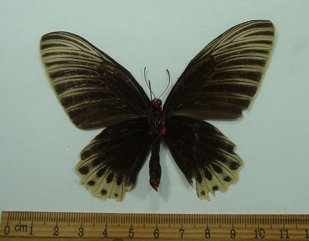 Female - Ventral View<br>(Origin of the Specimen: Pontiniak, Borneo)