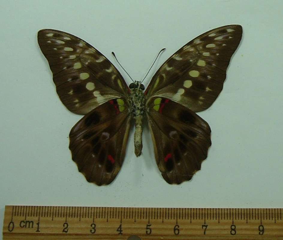 Male - Ventral View<br>(Origin of the Specimen: Solomon Islands, Feb. 1971)