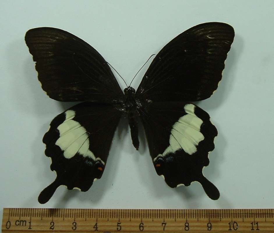 Female - Dorsal<br>(Origin of the Specimen: Borneo, November)