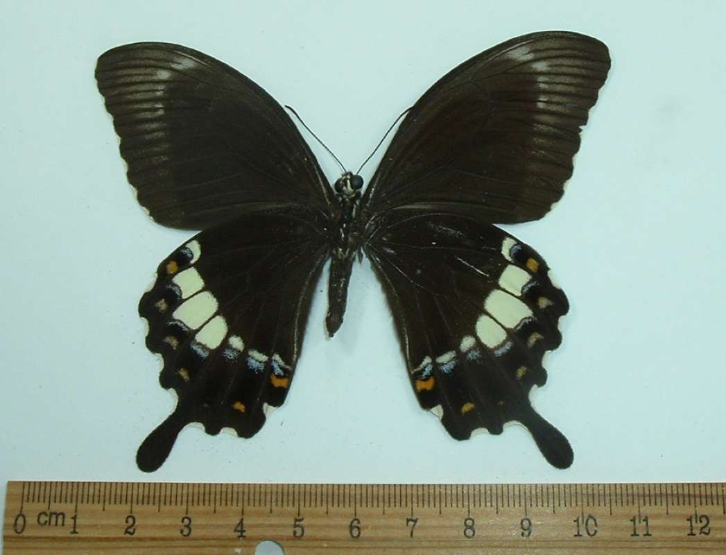 Female - Ventral<br>(Origin of the Specimen: Borneo, November)