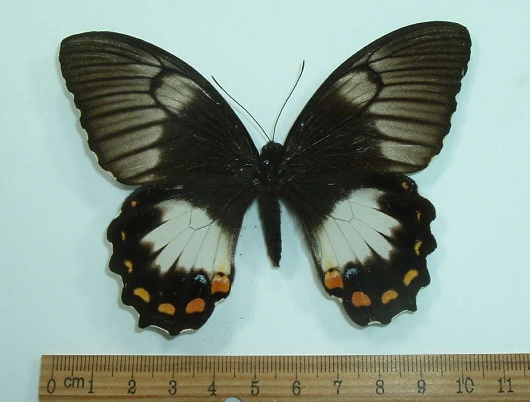 Female - Dorsal View<br>(Origin of the Specimen: Biak, March 1977)
