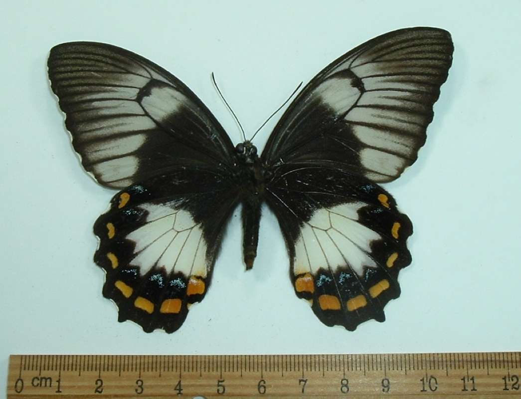 Female - Ventral View<br>(Origin of the Specimen: Biak, March 1977)