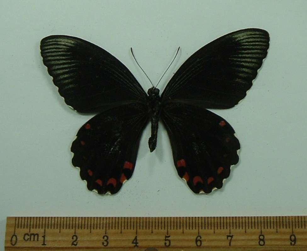Male - Vetnral Iew<br>(Origin of the Specimen: Australia, Late June)