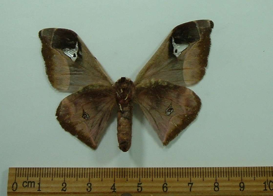 Female - Ventral View<br>(Origin of the Specimen: Tanzania, May)