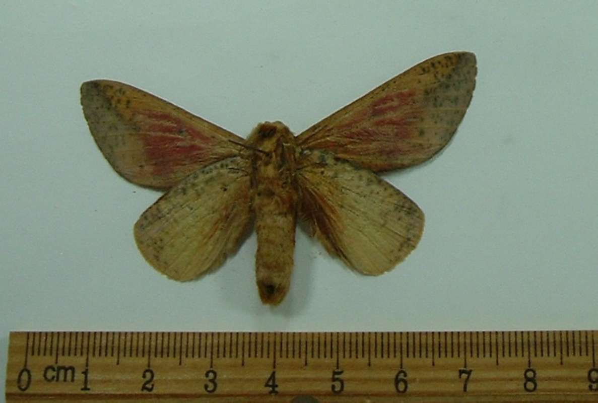 Male - Ventral View<br>(Origin of the Specimen: Uruguay, March)