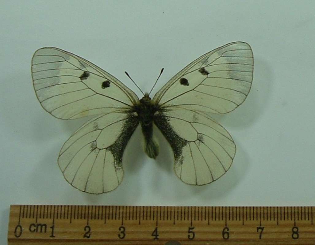 Male - Dorsal