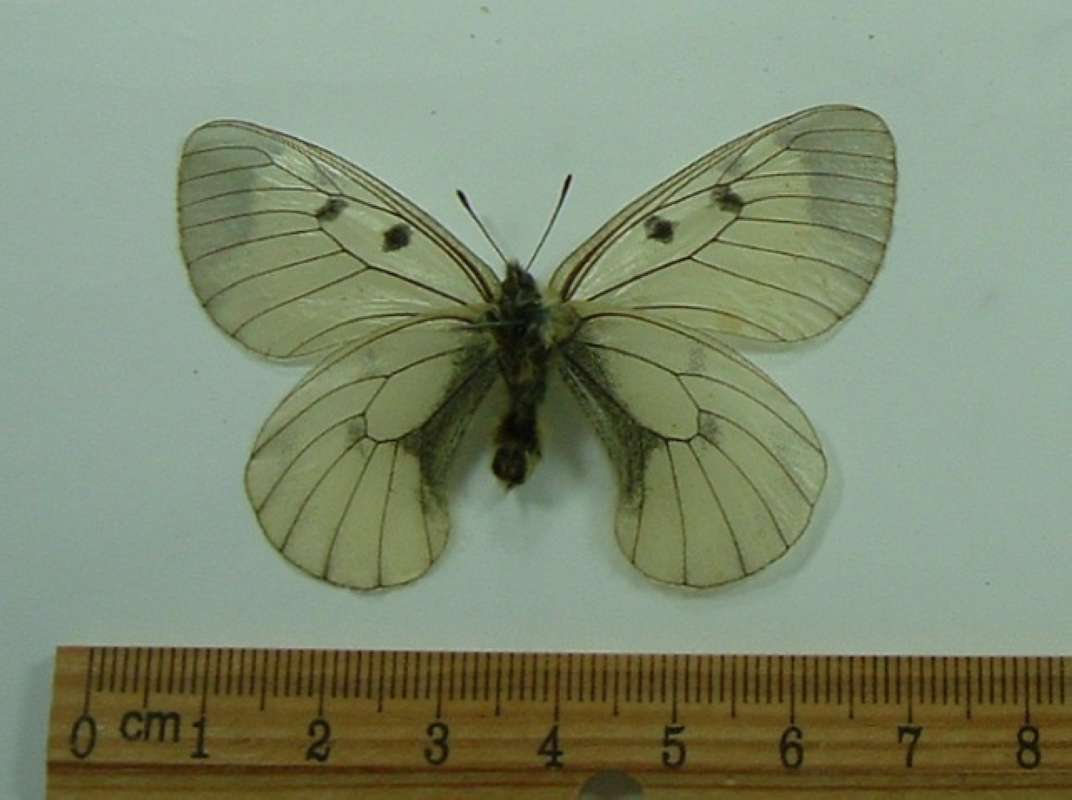 Male - Ventral
