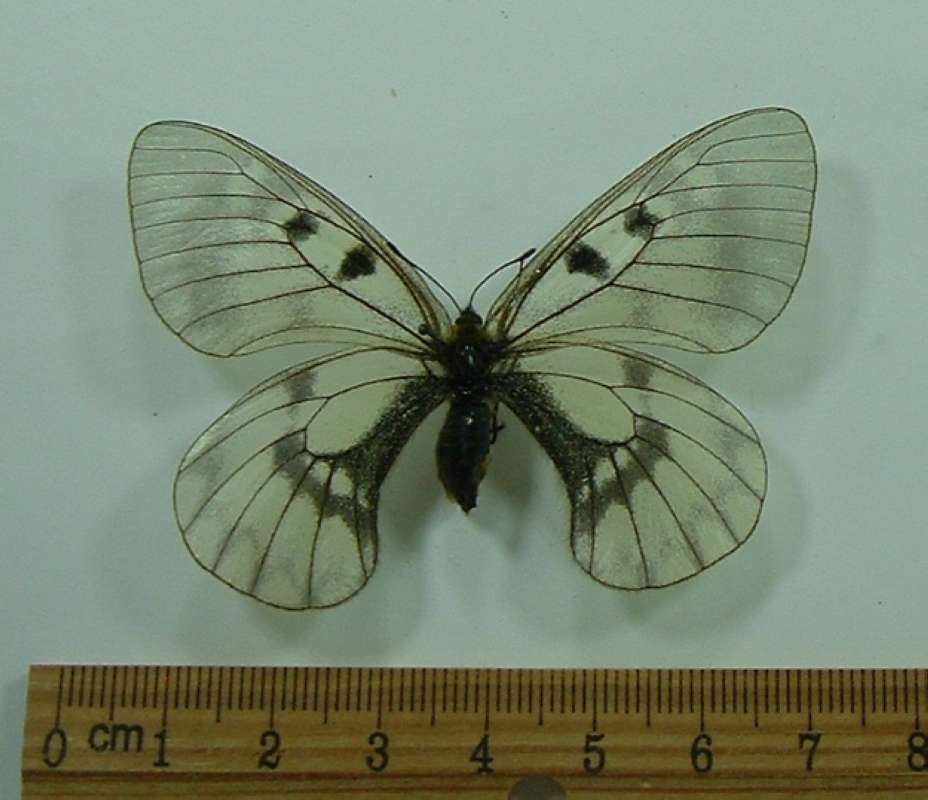 Female - Dorsal
