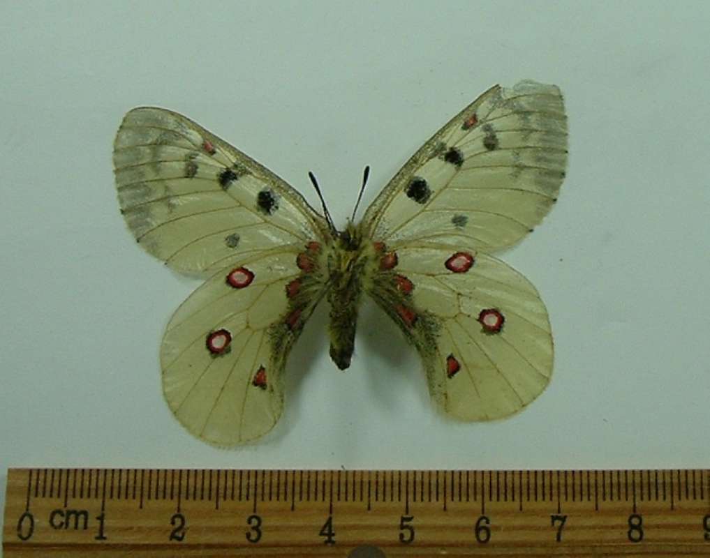 Female - Ventral View<br>(Origin of the Specimen: No Data)