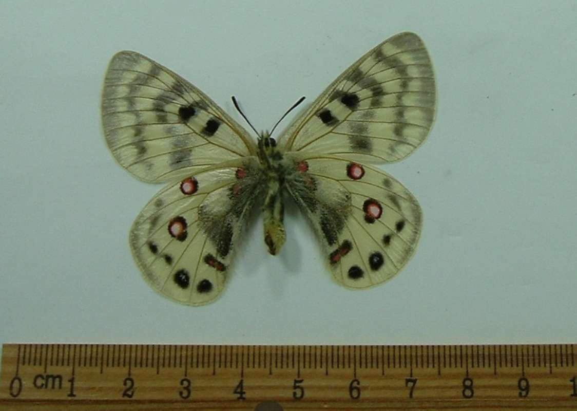 Male - Ventral View<br>(Origin of the Specimen: Uzbekistan, Juen 1966)