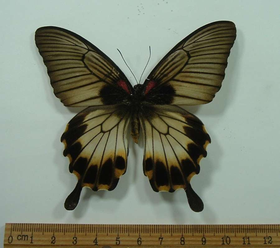 Female - Normal Form<br>(Origin of the Specimen: Philippines, June)