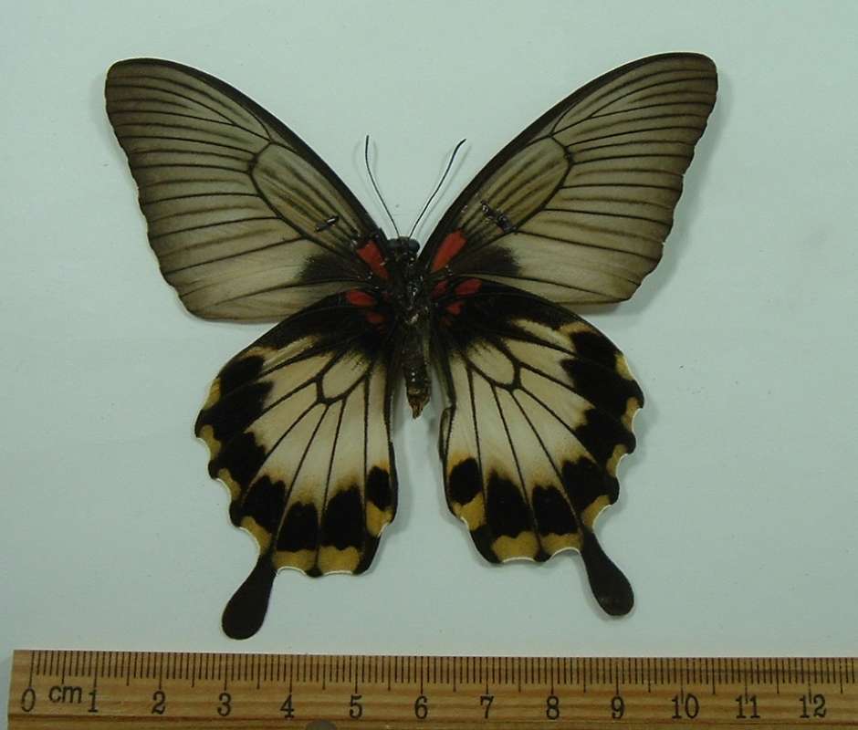 Female - Normal Form<br>(Origin of the Specimen: Philippines, June)