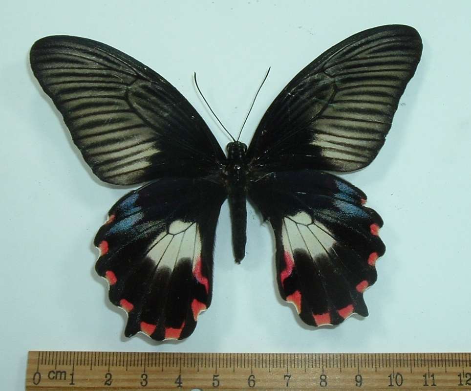 Female - Dorsal - Typical Form<br>(Origin of the Specimen: Bachan, Dec)