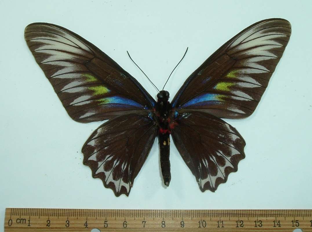 Female - Ventral View, April 1967<br>(Origin of the Specimen: West Sumatra, Capps Collection)