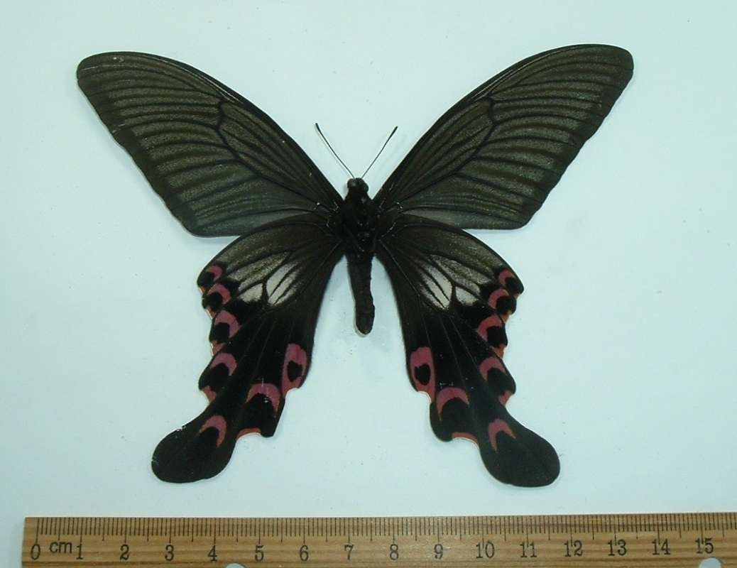 Male - Ventral View - With White in Rear Wing<br>(Origin of the Specimen: China, Sept 1988)
