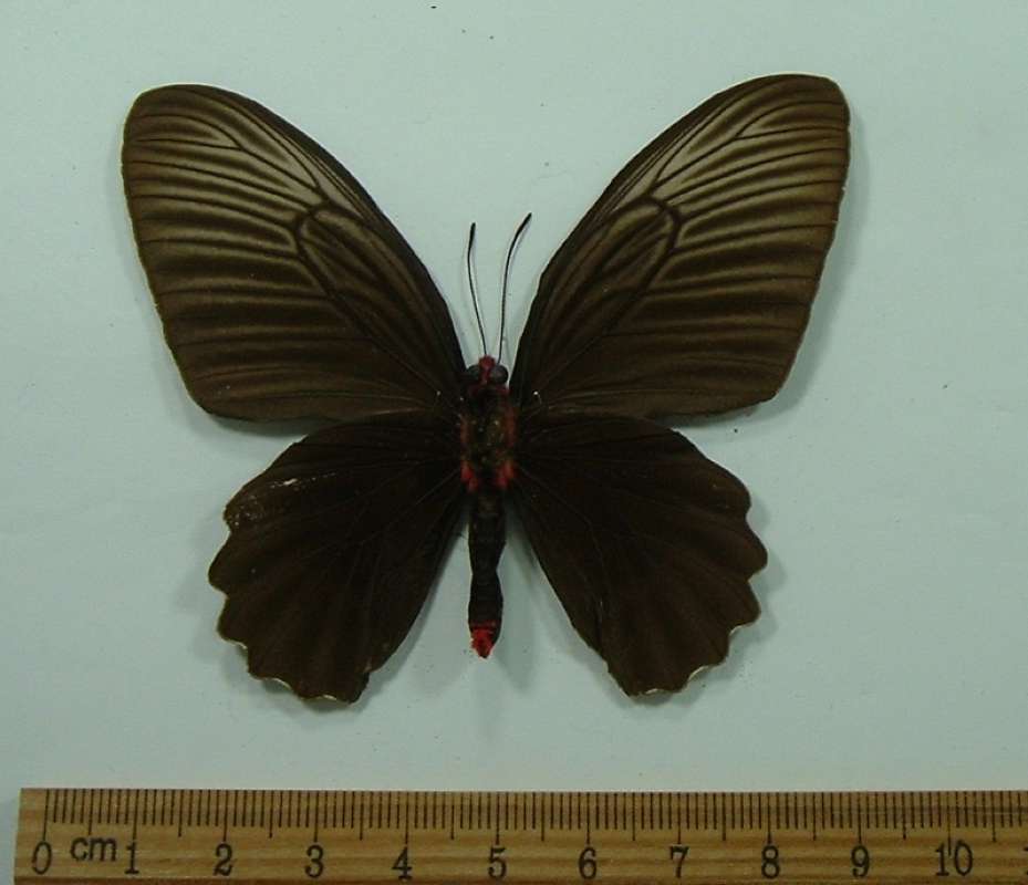 Female - Ventral View<br>(Origin of the Specimen: Java, March 1987)