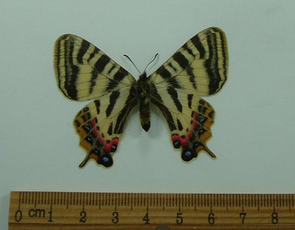 Female - Ventral View<br>(Origin of the Specimen: Japan, April 2002)