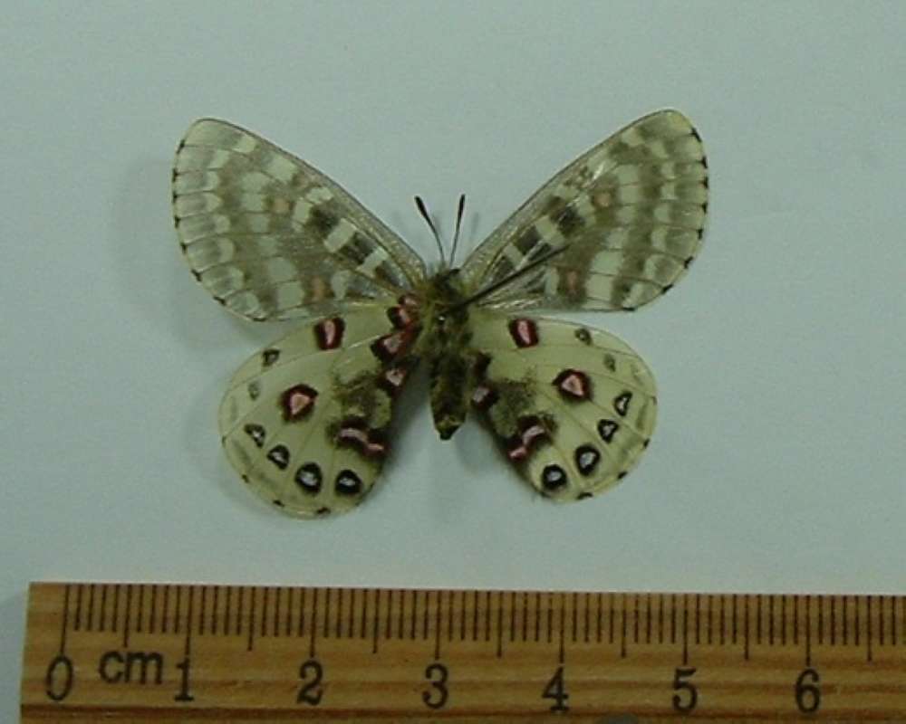 Female - Ventral View<br>(Origin of the Specimen: China, July 12, 1971)
