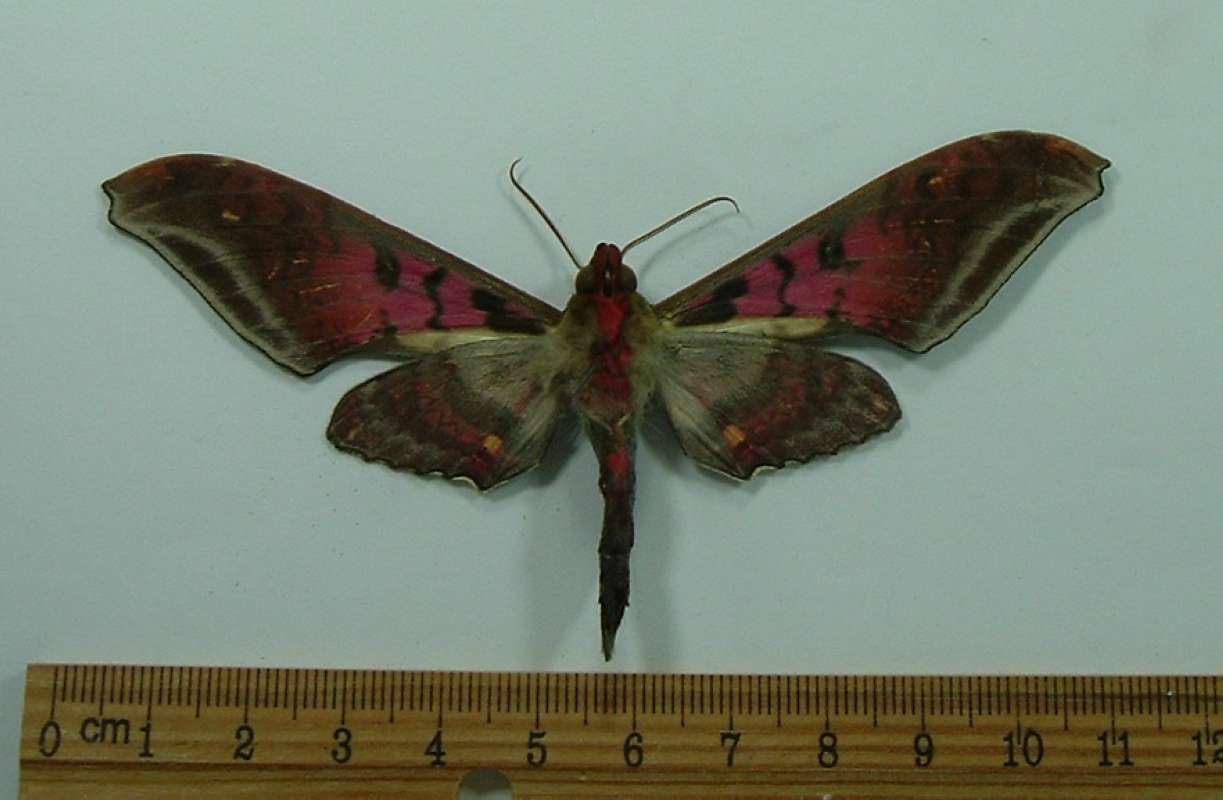Ventral View<br>(Origin of the Specimen: Chiriqui, Panama, Dec. 2009)