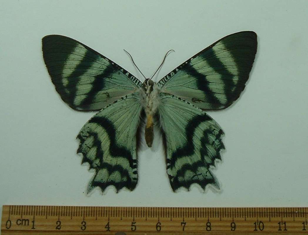 Male - Ventral<br>(Origin of the Specimen: Papua, New Guinea, Dec. 2001)