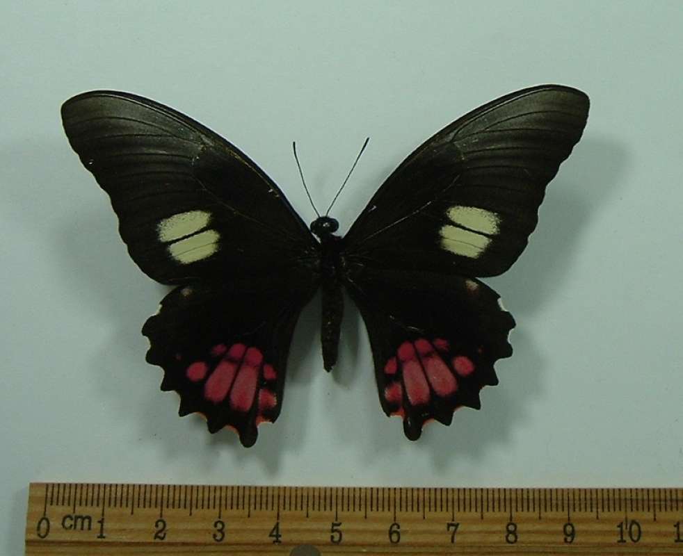Female - Dorsal<br>(Origin of the Specimen: Cuzco, Peru, Dec. 2010)