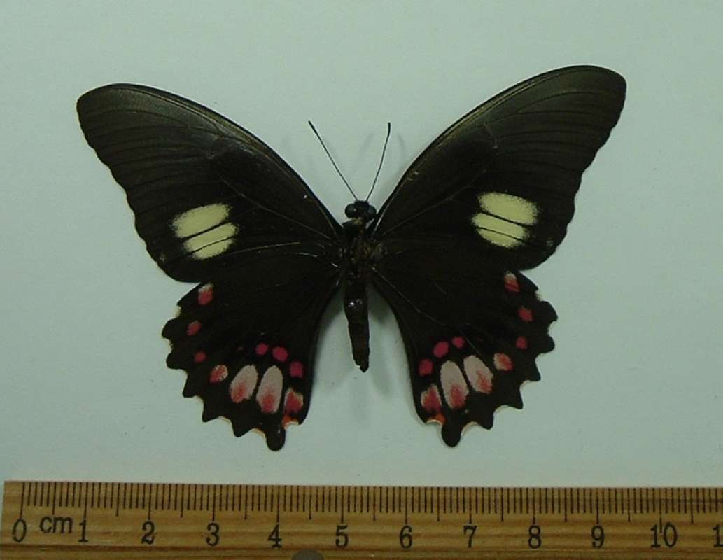 Female - Ventral<br>(Origin of the Specimen: Cuzco, Peru, Dec. 2010)
