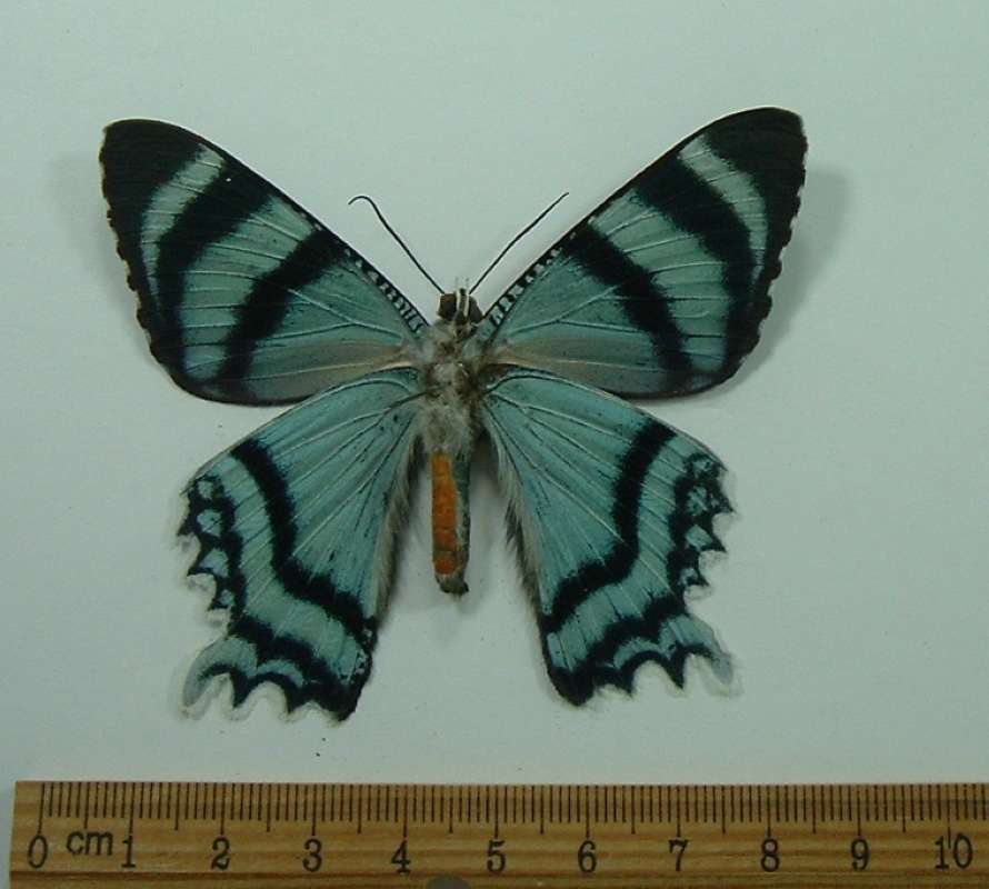 Male - Ventral<br>(Origin of the Specimen: Kei Island, Near New Guinea)