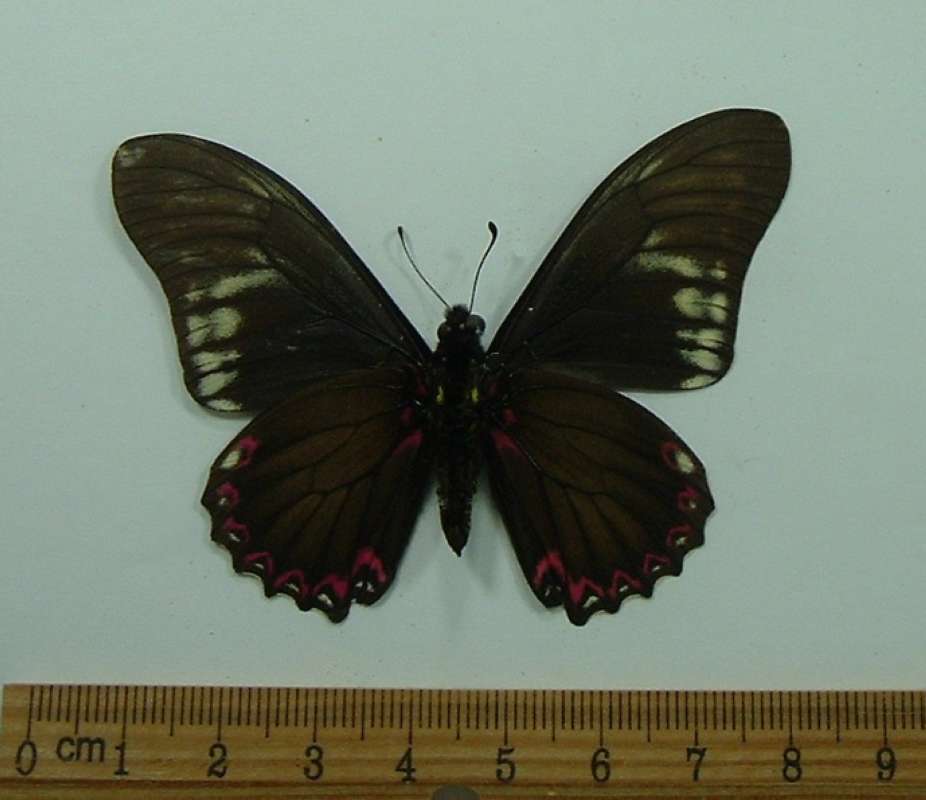 Male - Ventral form hyperion<br>(Origin of the Specimen: Brazil, 1972)