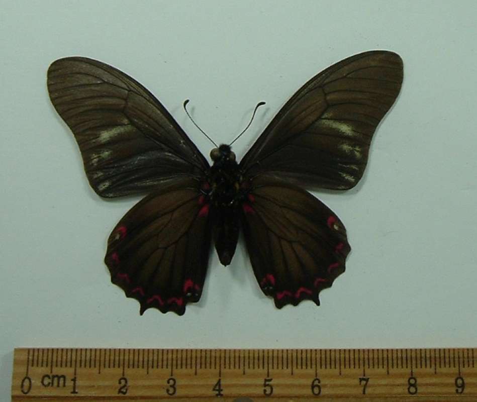 Male - Ventral form normal<br>(Origin of the Specimen: Brazil, 1972)