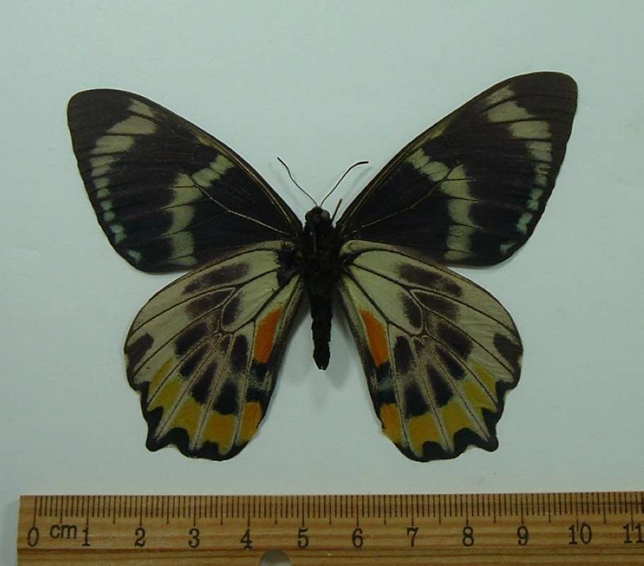 Male - Ventral View<br>(Origin of the Specimen: Papua, New Guinea, July 1998)