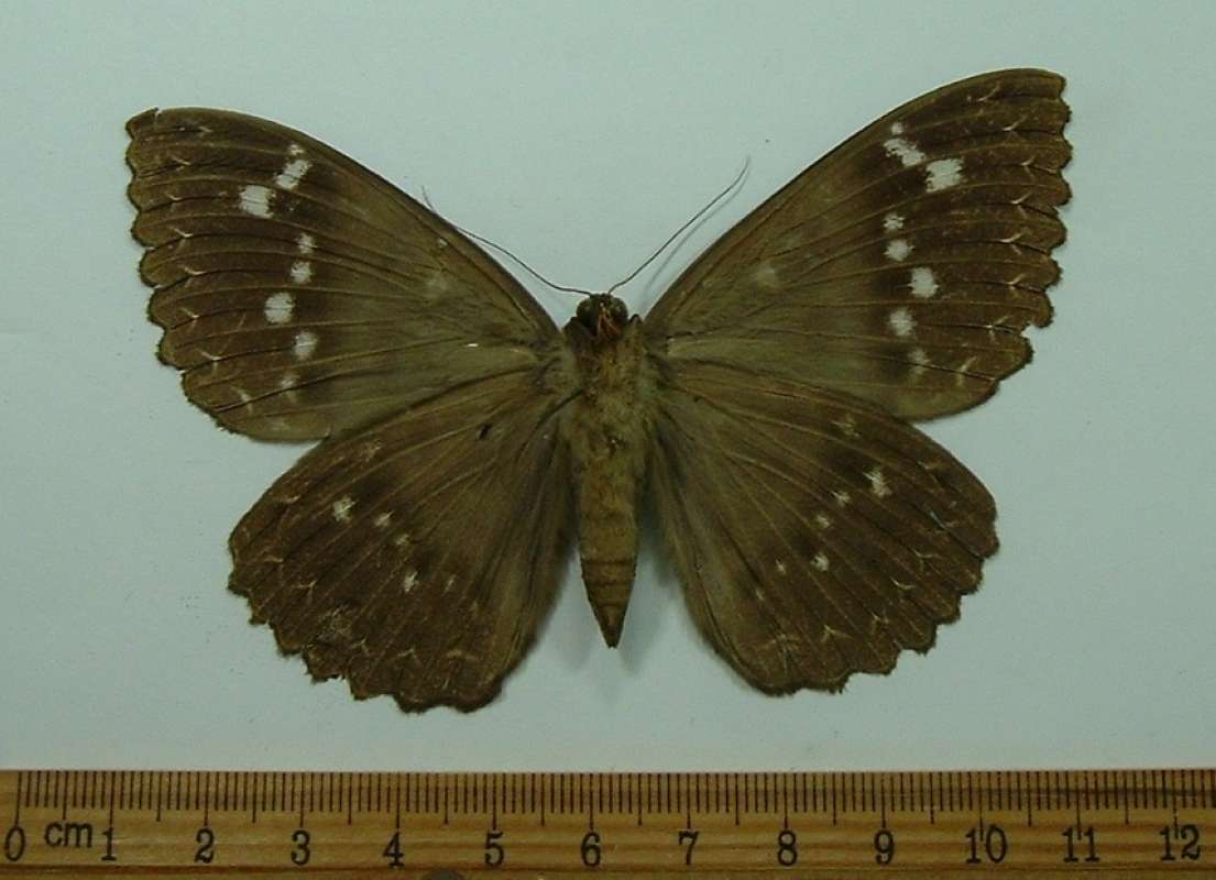 Male - Ventral<br>(Origin of the Specimen: Tanzania, July 2008)