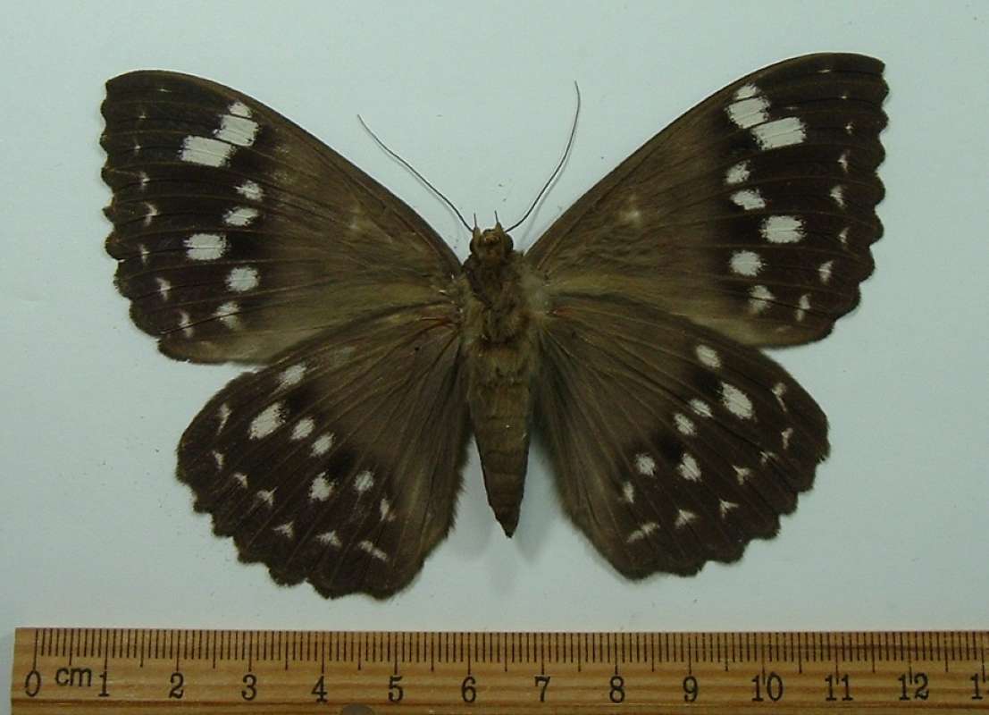 Male - Ventral<br>(Origin of the Specimen: Burma, March 1999)