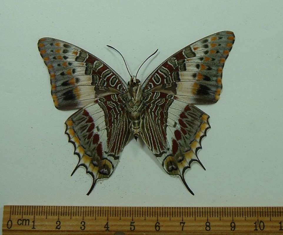 Male - Ventral View<br>(Origin of the Specimen: South Afria, Feb. 2003)