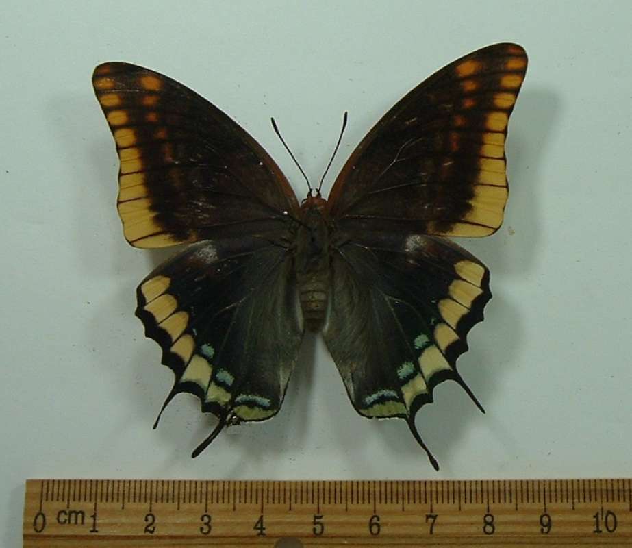 Female - Dorsal View - Tiny Repair<br>(Origin of the Specimen: South Afria, Feb. 2003)
