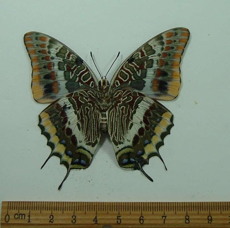 Female - Ventral View - Tiny Repair<br>(Origin of the Specimen: South Afria, Feb. 2003)