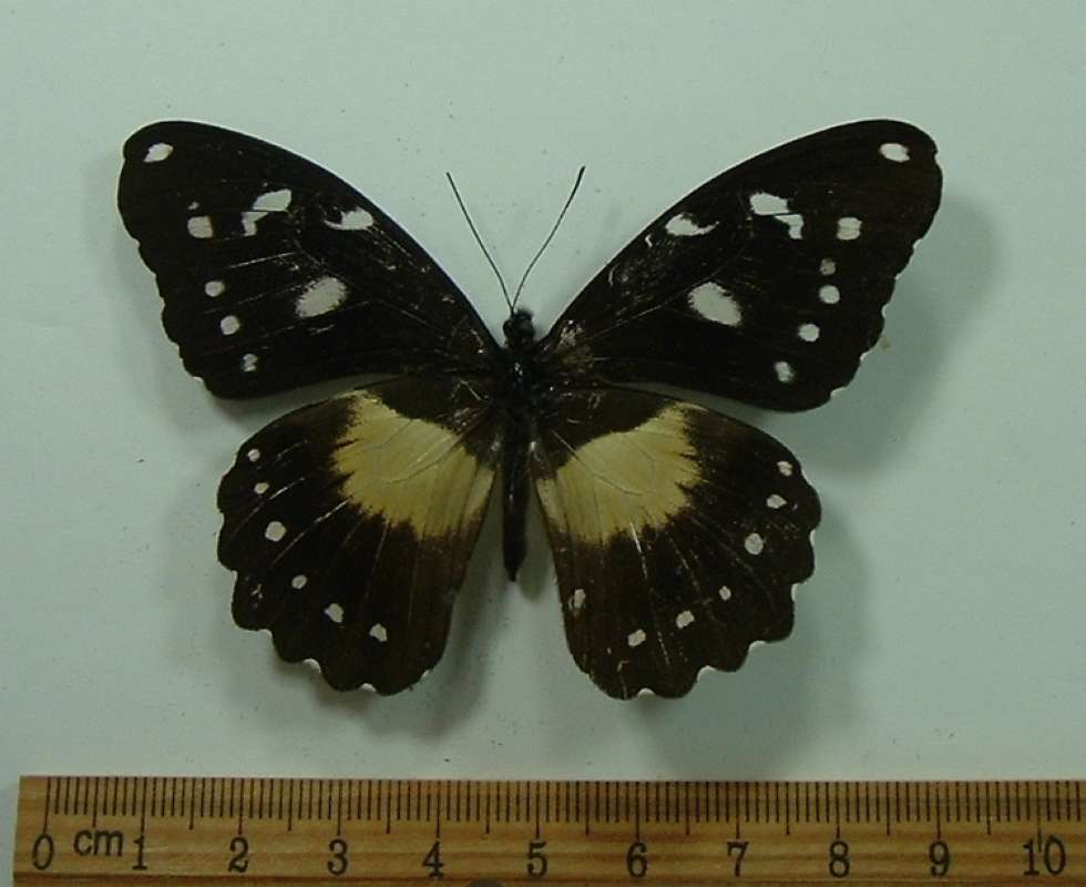 Female - Dorsal View<br>(Origin of the Specimen: Uganda, April, 1998)