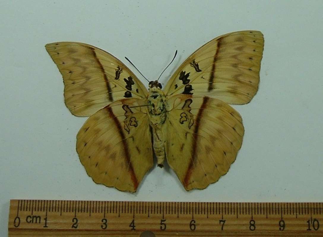 Male - Ventral View - Birth Defect - Forewing<br>(Origin of the Specimen: Tanzania, Dec. 2008)