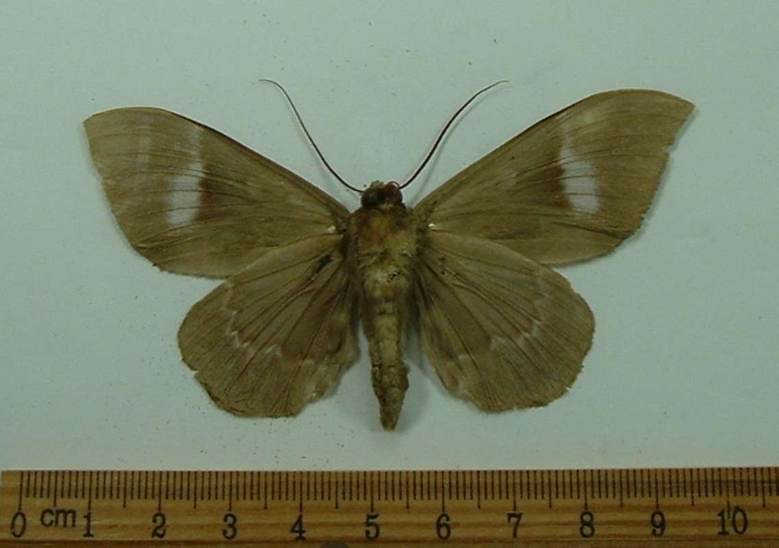 Male - Ventral View<br>(Origin of the Specimen: Tibet, May 2009)