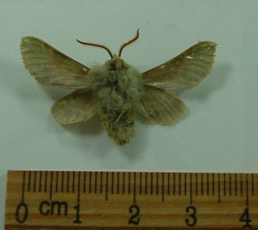 Brown Male - Ventral View<br>(Origin of the Specimen: California, April 1999)