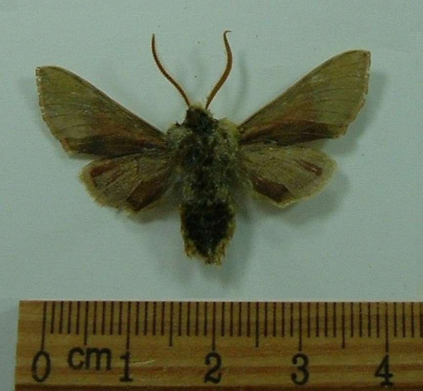 Green Female - Ventral View<br>(Origin of the Specimen: King City, California, Jan 2009)