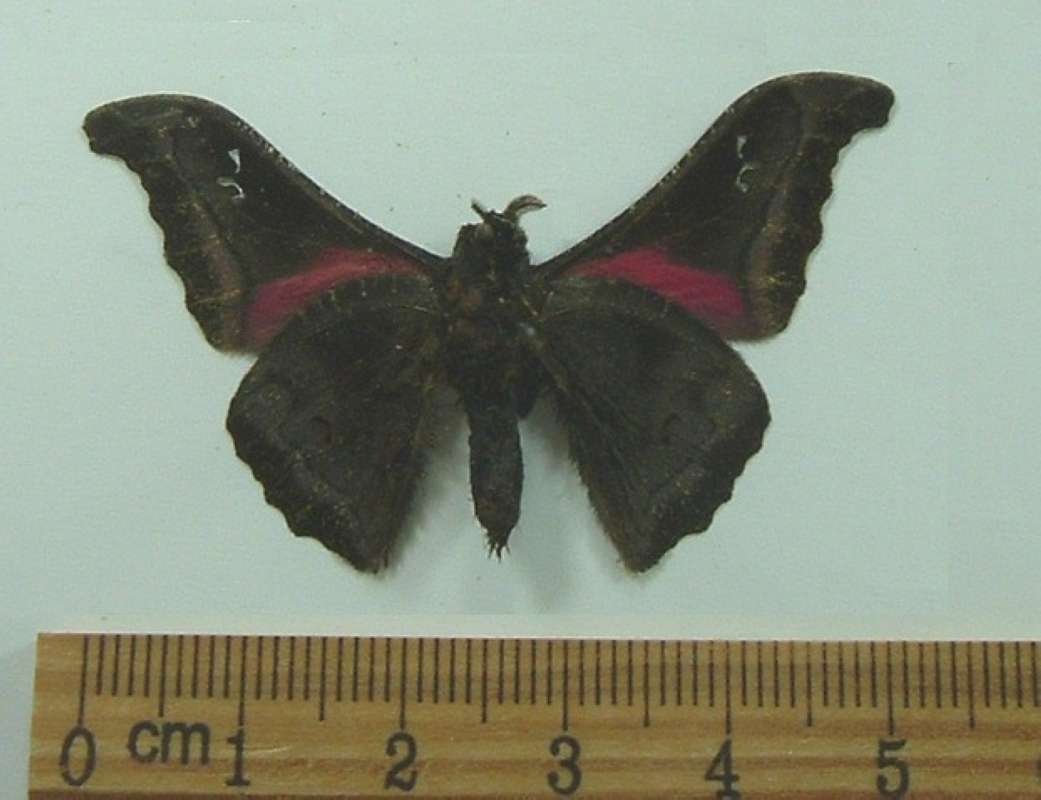 Male - Ventral View<br>(Origin of the Specimen: Gabon, April 1998)
