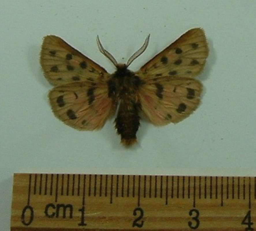 Male - Ventral View<br>(Origin of the Specimen: Hungary, May 2004)